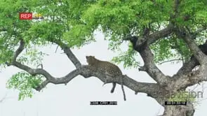 Leopard lying on top of the tree looking at camera