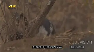 African wild dog mother investigating around dirt mount as pup runs across SEMI DRY MCU.