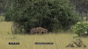 Spotted Hyena Standing Looking, Sniffing around the field and walks past a pack of Wild.