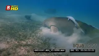 Zoom shot to a dugong eating