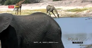 Elephant Splashes its body with mud, two giraffes in the background drinking water