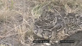 Aggressive Puff Adder puffing in grass MS