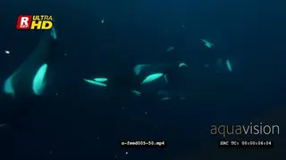 Orca Killer Whales feeding on herring schools in noway UW