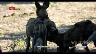 A Pack of African Wild Dogs sniffing on the other one and runs off