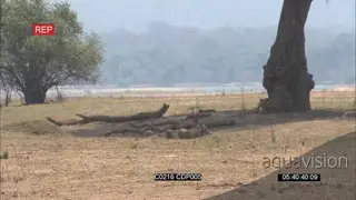 A Warthog Family searching for food under the tree and the Lioness attacks and chases.