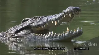 Nile Crocodile in the water, opens its mouth slowly, then submerges its head