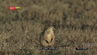Prairie Dog sitting then walking away on prairie MLS
