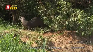 Giant river otter climbing on riverbank and starts scent marking around a bush