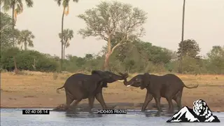 Elephant walking , Calves fighting, Hippos watching in waterhole.