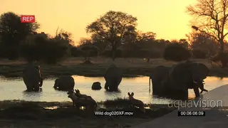 Pack of wild dogs at sunset with a herd of elephants drinking in the background WS