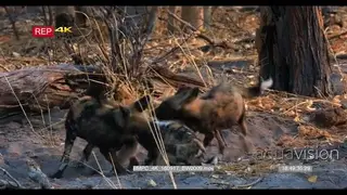 African Wild Dogs Play fighting GENERAL BEHAVIOUR