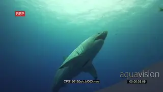 Great White Shark PROFILE UW