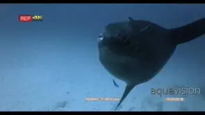 CU of face and open mouth of a large mola, sunfish mola ramsayi swimming in the ocean.