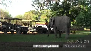 African elephant grazing in front of parked safari bakkies MFuwe lodge