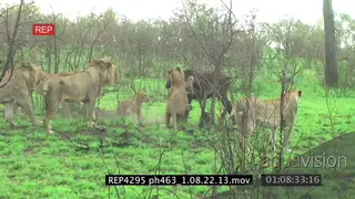 A pride of African lions trying to kill a buffalo calf that keeps on fighting back.