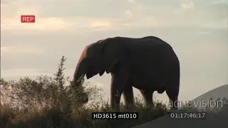 African Elephant walking on against skyline right to left AmCam