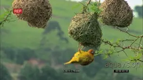 WEAVERS AT HANGING NESTS