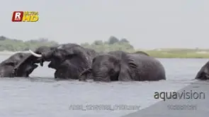 Two adult African Elephant bulls in the Chobe River aggressive behaviour.