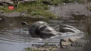 Python feeding on antelope kill