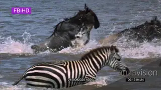 A herd of wildebeest crossing the river and a crocodile hunting and fails to catch