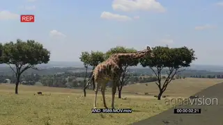 Giraffe giving birth LWS