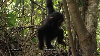 Young Chimpanzee climbing trees playing in rainforest