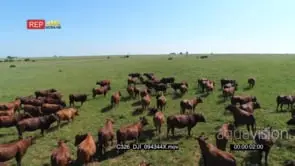 Drone Aerial over cow herd Standing and Grazing GENERAL BEHAVIOUR