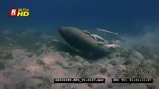 Dugong rolls in the sand trying to rid itself of remora