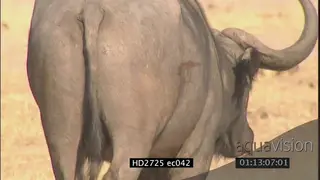 Cape Buffalo. Injured by lion attack MS
