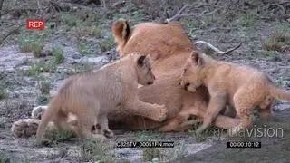 Lioness resting while the cubs are play fighting and AmCam