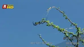 Golden Silk Orb Spider building a trap for its during daytime, LA; DAY.