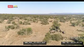 Aerial Drone over bushveld African elephants and calve feeding off bushes