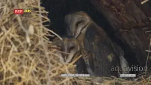 Close up shot of barn owl family in nest