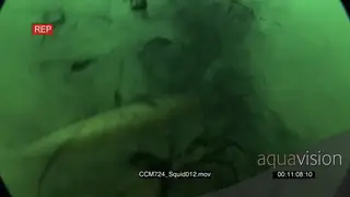 Chokka Squid release an ink to prevent Stingray swimming towards their territory and.