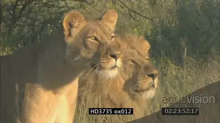 Lion pride with Lionesses (2) and Male Lion is alerted and looks intently at prey out…