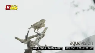 Sociable weaver sitting on the tree branch and looking around.