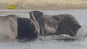 Two adult African Elephant in the Okavango Delta river, attack, fight.