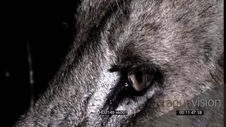 African Lions hunt attack and kill Cape Buffalo at NIGHT