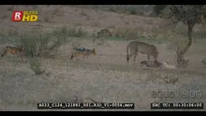 Cheetah standing next to springbok kill three jackals running around looking for piece of.