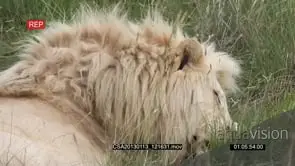 White lion male sleeping