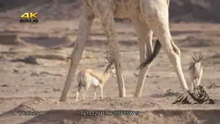 Giraffe walking past springbok herd DRY MS PAN TU