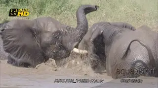 Slow motion of two adult African Elephant fighting in water, during daytime.