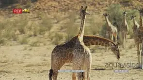 Giraffe herd with pair of giraffes mock fight