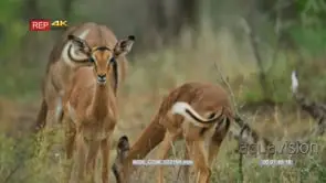 Impala herd in the bush