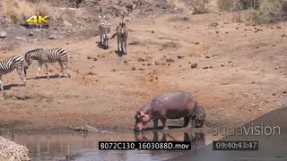 A zeal of zebras walking around, hippo drinking water from a waterhole with its calf and.
