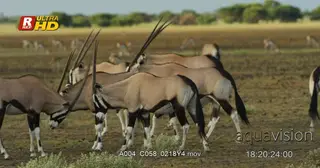 Herd of young and adult Gemsbok gather, looking around and walking away.