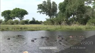 Hippo pod social behaviour resting play fight in water social interaction with calfs