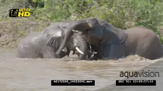Two adult African Elephants play fighting in the river.