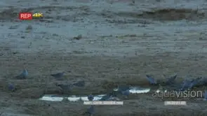 Flock of ring-necked doves drinking from puddle after rain MWS
