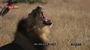 Close up side view shot of the face of a Male Lion with its black mane Yawning and.